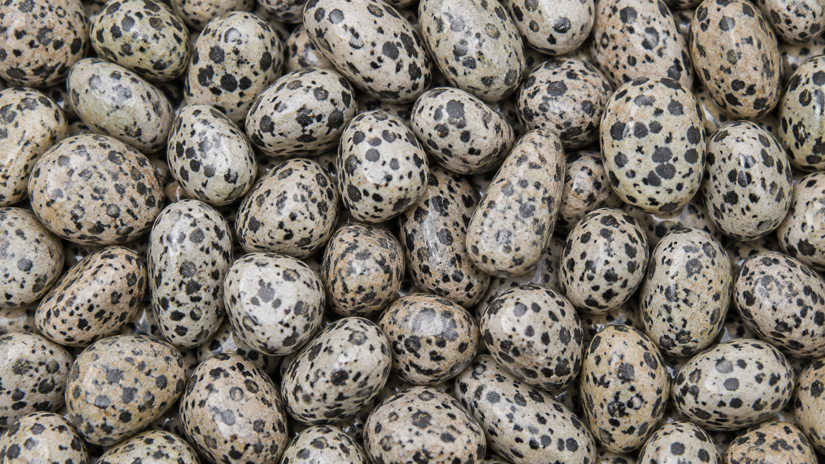 Jaspe dalmatien